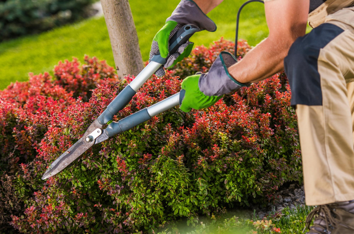 landscape maintenance